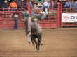 rodeo-06.jpg (53901 bytes)