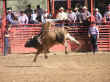 rodeo-23.jpg (70995 bytes)