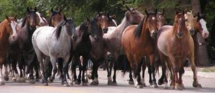 Kaycee, Wyoming - Parade