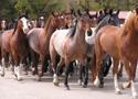 Deke Latham Memorial Rodeo Parade