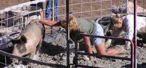 Pig Wrestling